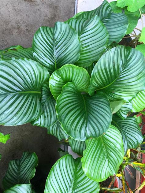 面北陽台植物|北向陽台適合養哪些植物？